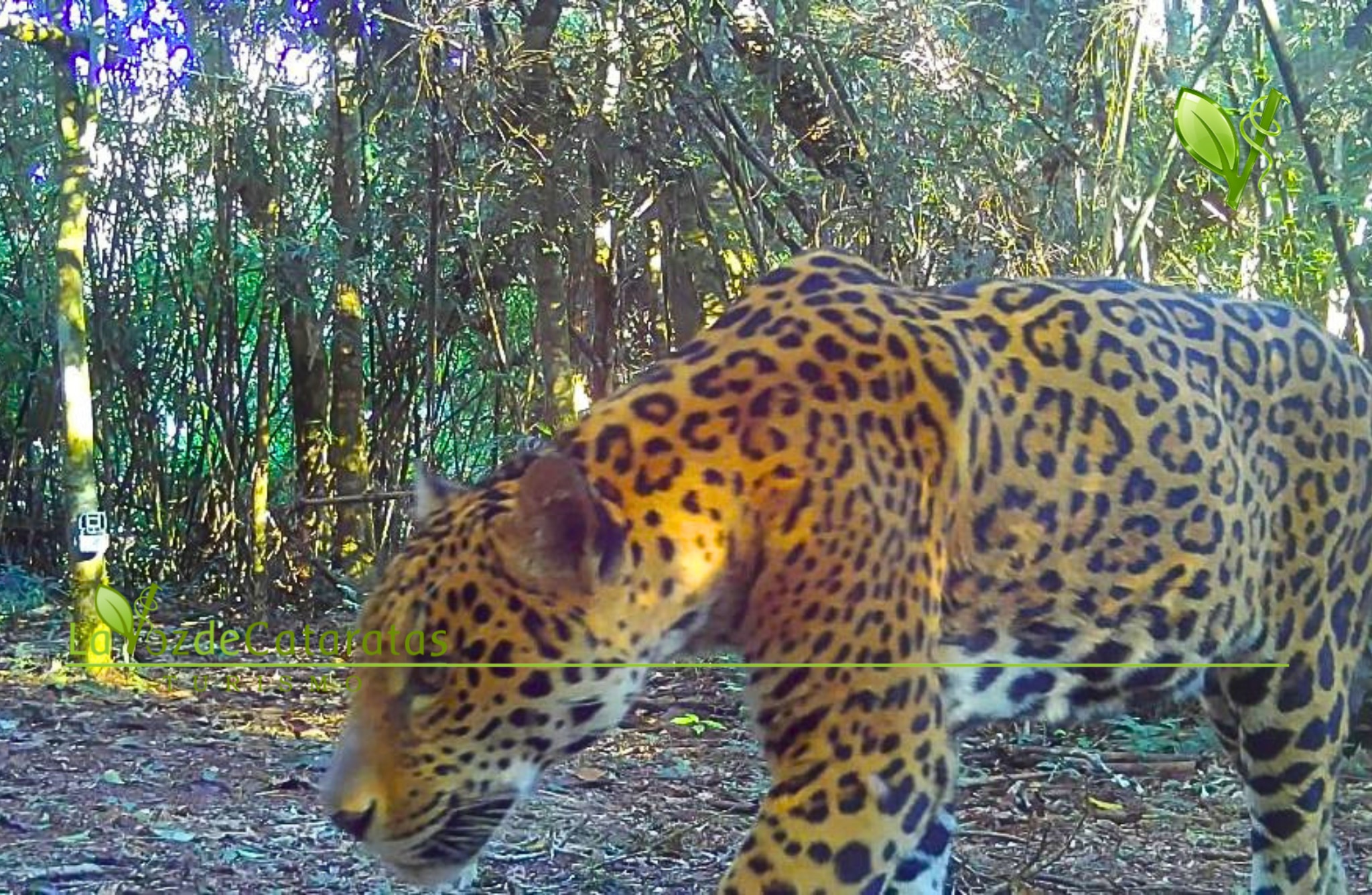 Registraron un nuevo yaguareté en el Parque Nacional do Iguaçu y lo bautizaron Umbujá